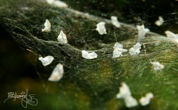 Фотовиставка Тетяни Должко